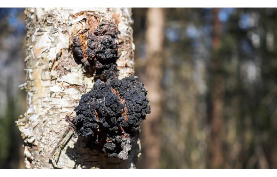 rezavec šikmý  - chaga